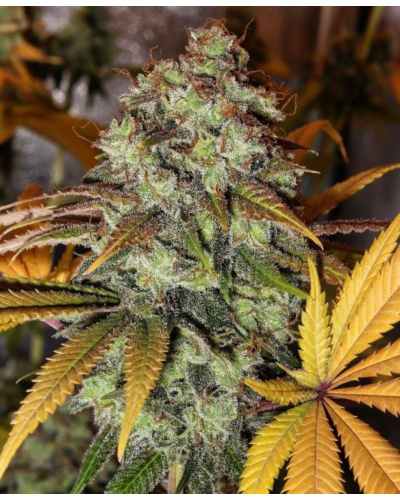 Strawberry OG Female Cannabis Seeds by Cali Connection